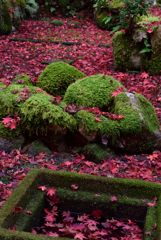 散りて、鮮紅