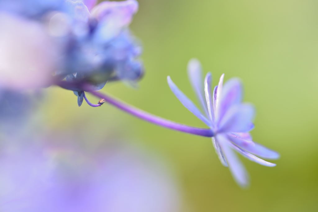 応援花