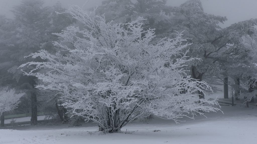 雪景色