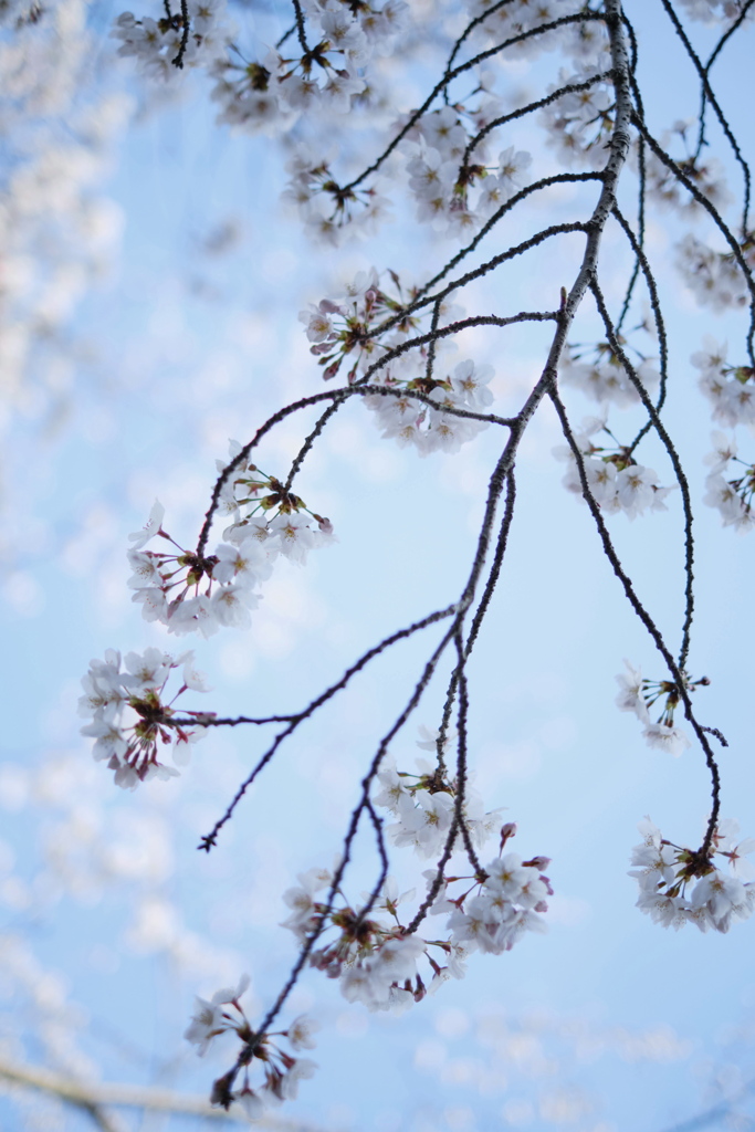 SAKURA