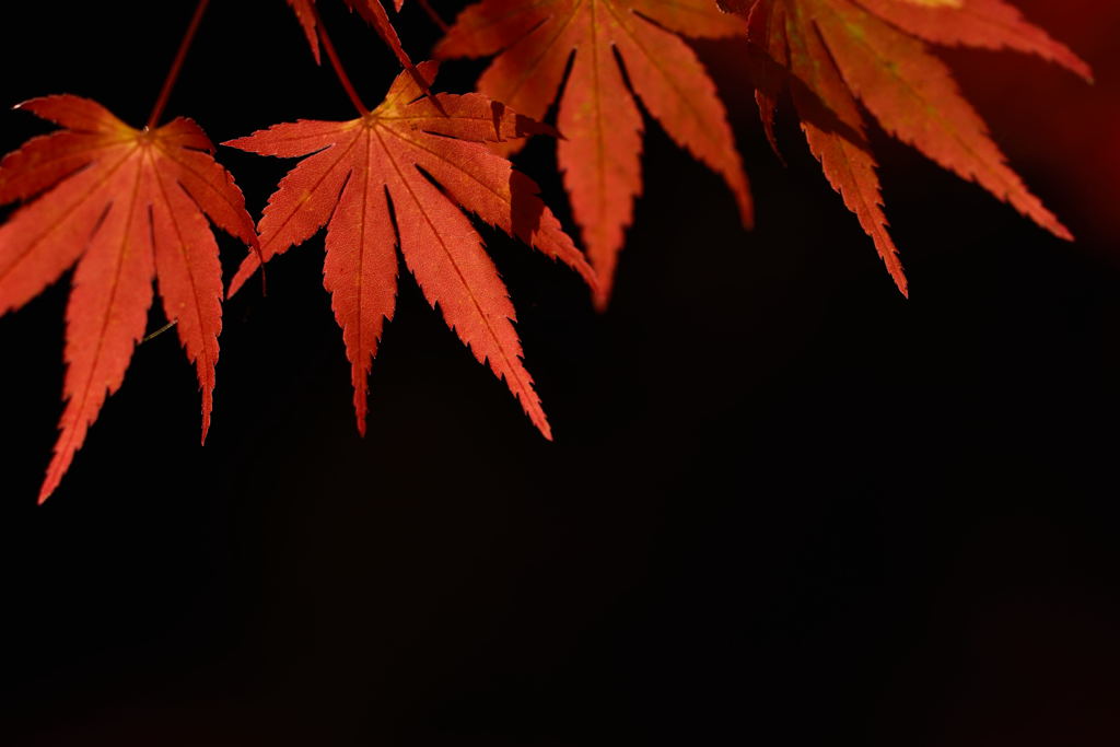 秋美人