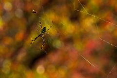 Spider　Autumn