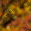 Spider　Autumn