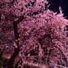 都会の夜桜