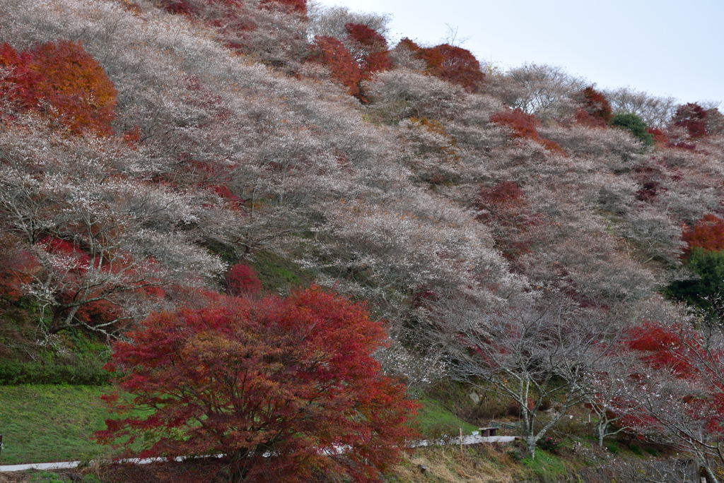四季桜