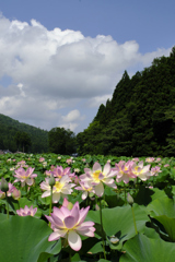 夏の大輪
