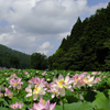 夏の大輪