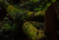 共生の森
