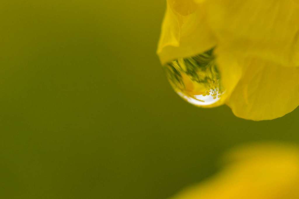 菜の花の憂い