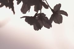 春を憂う
