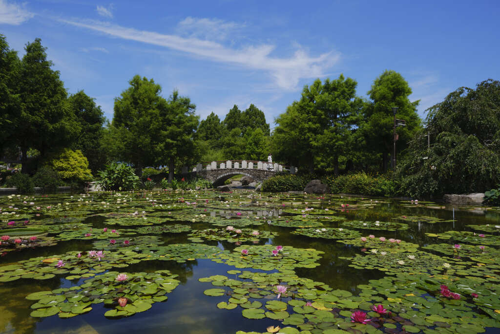 夏模様