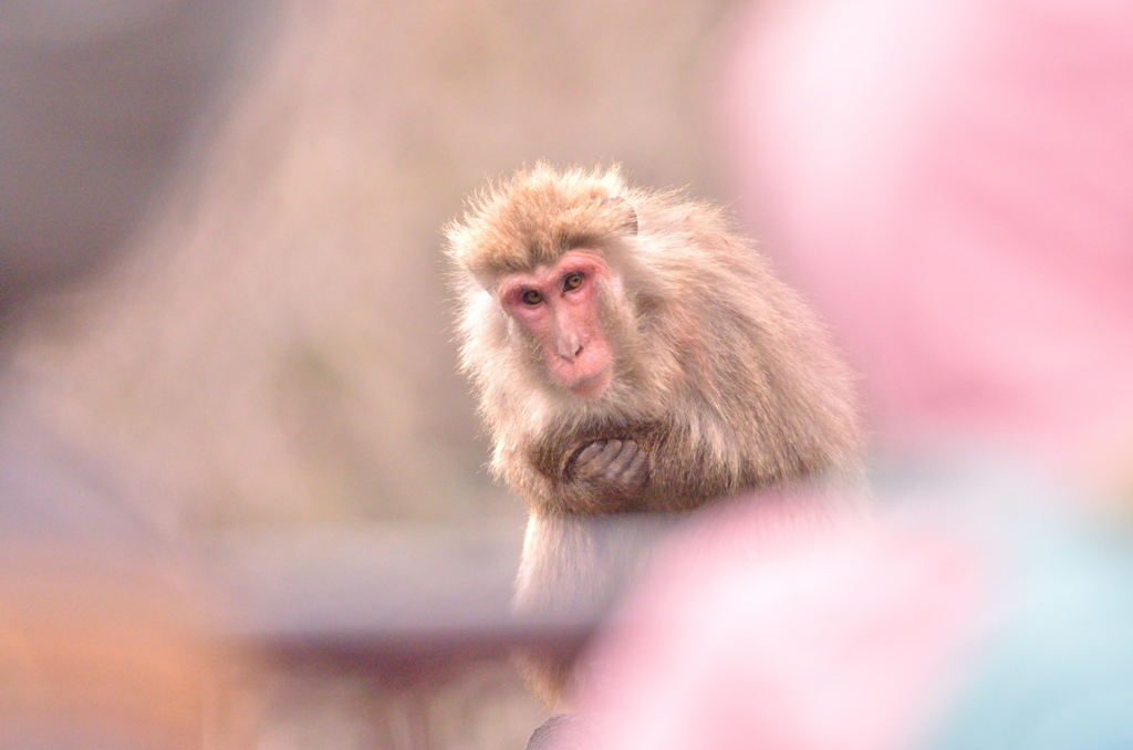 待ち遠しい春