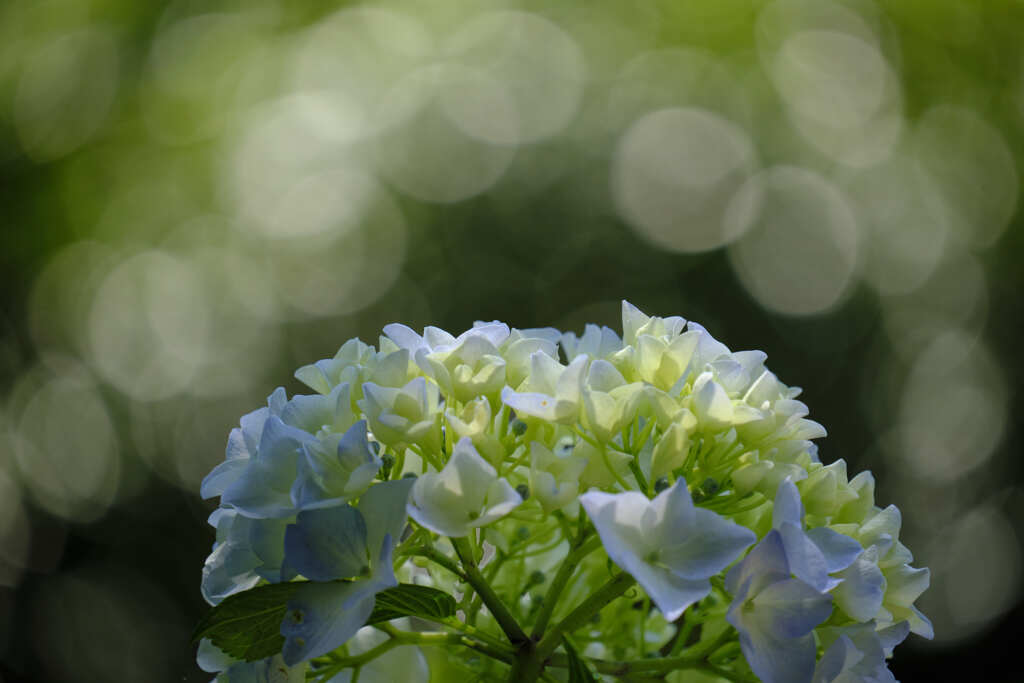 梅雨の晴れ間