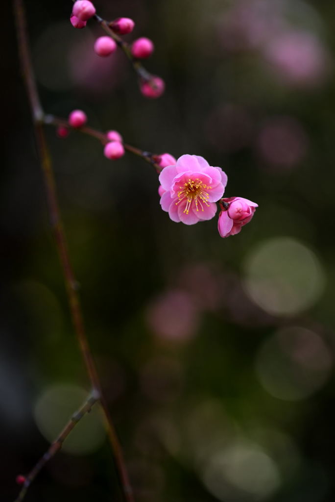 春想い