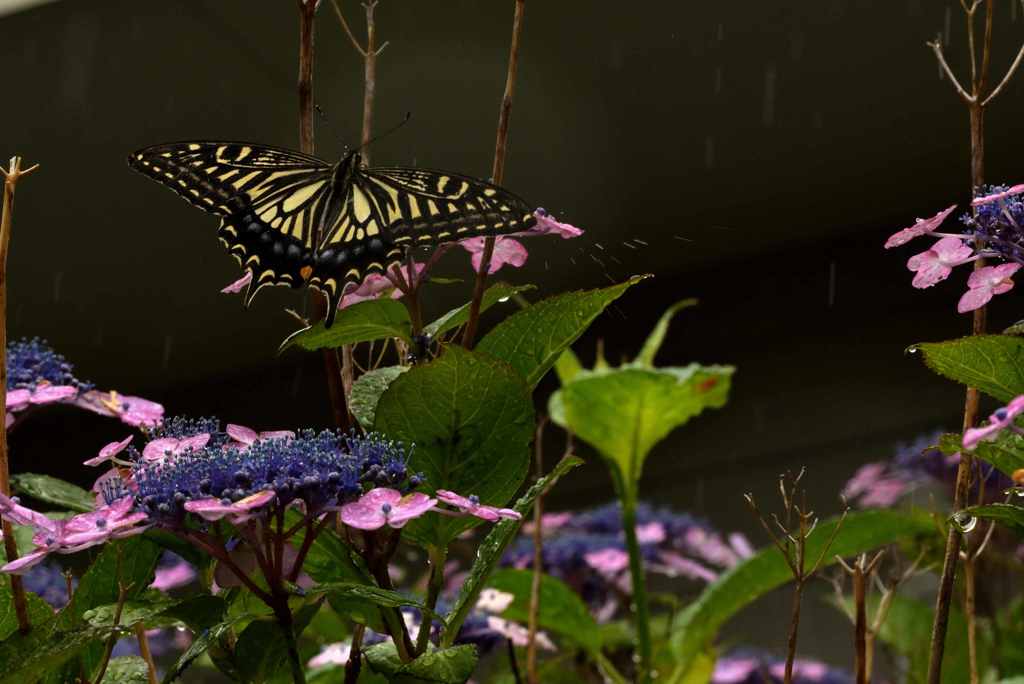 雨なのに・・