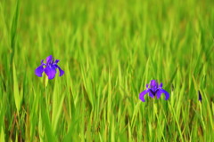 一番咲き