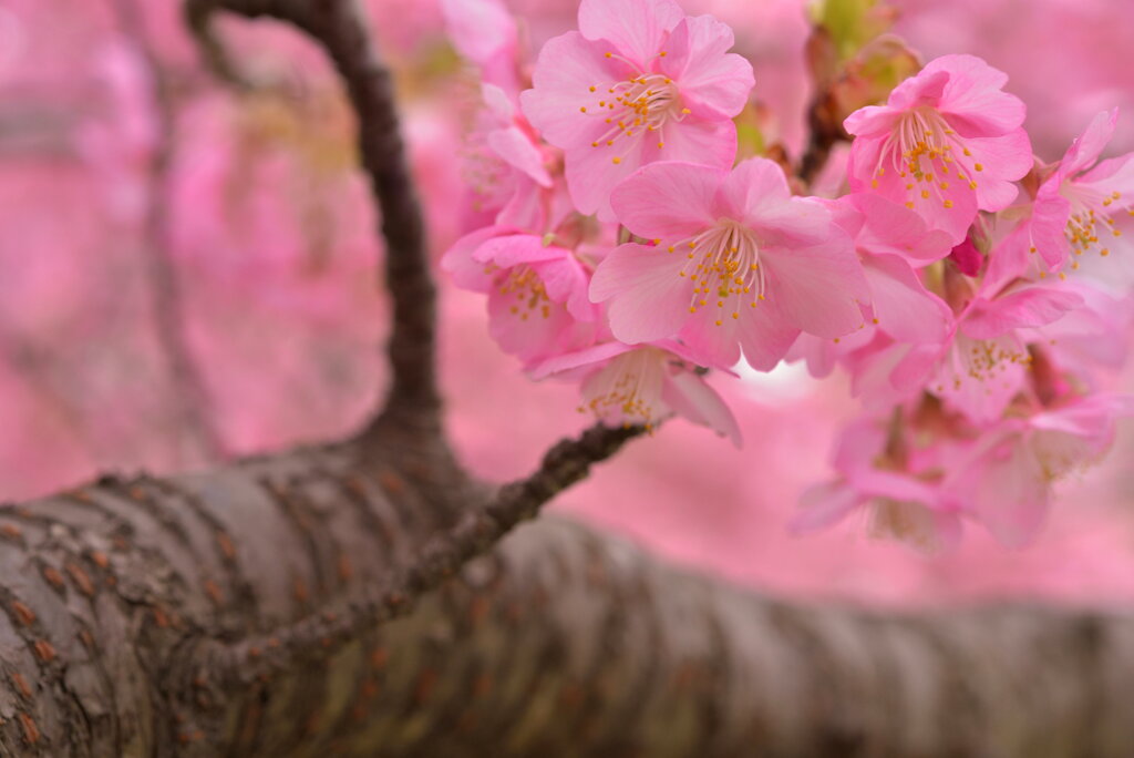 春、桃色の恋