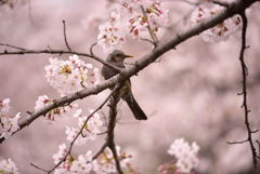 は～る～よ～♪