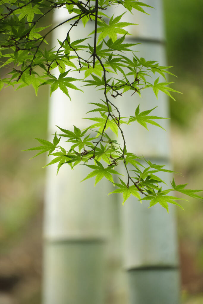 清楚