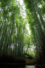 竹林の小径