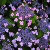 ハナ花火