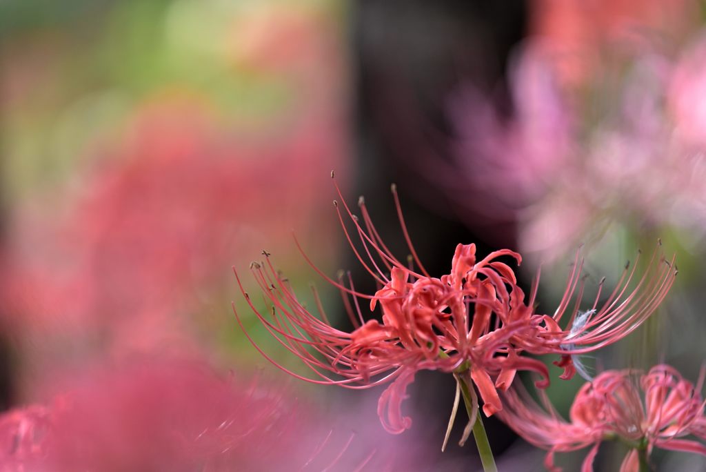 華やかに