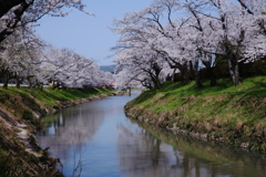 青空に春色