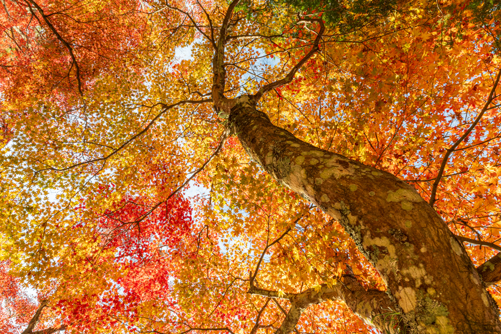 見上げる秋