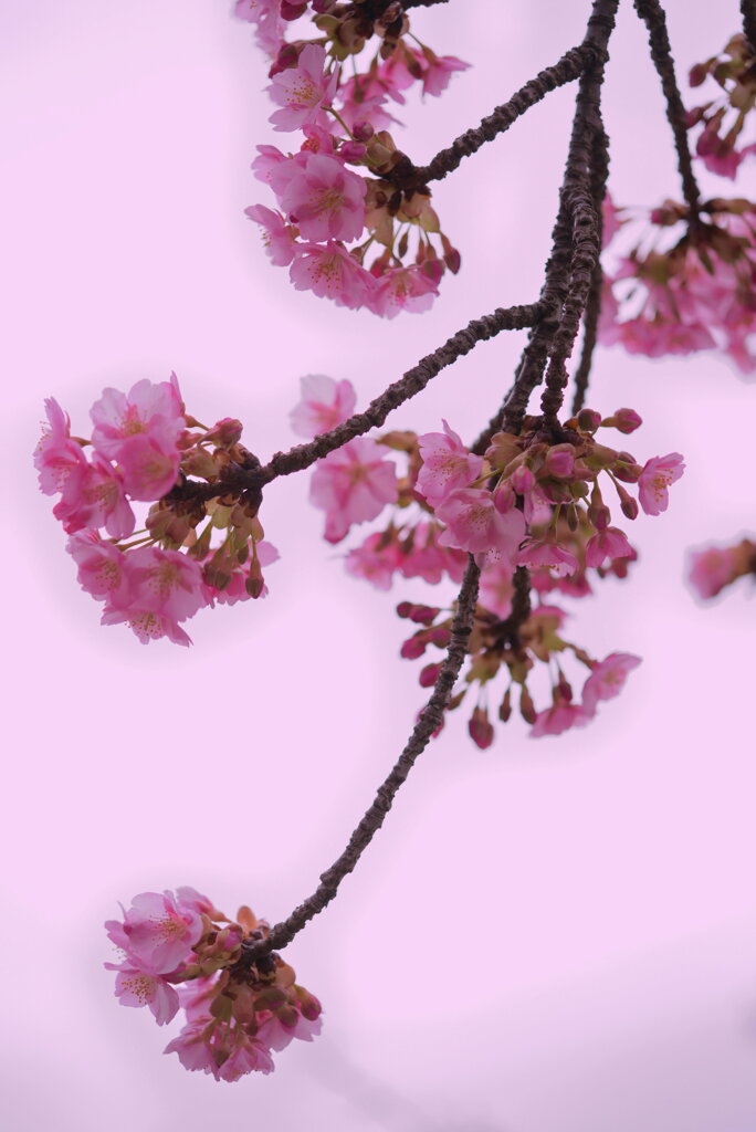 桜絵