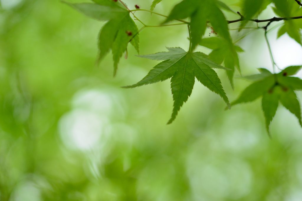 Fresh  Green
