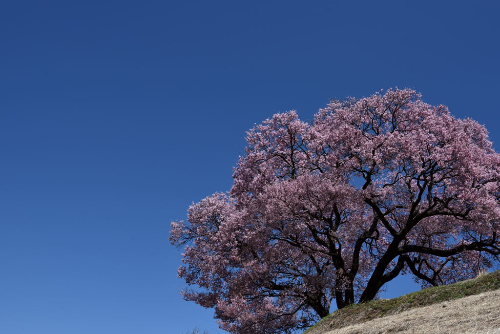 一本桜