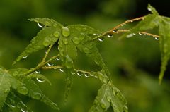 雨情