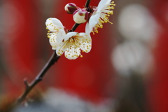 一番咲きの春