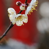 一番咲きの春