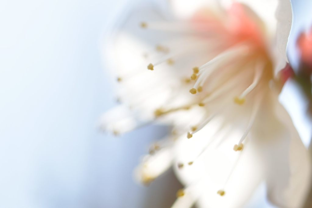 Japanese apricot