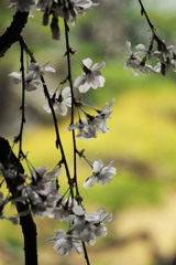 盆の桜