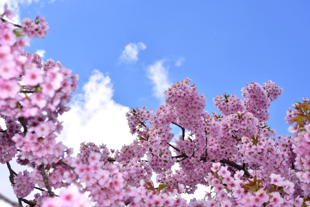 桜、サクラ