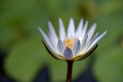 清らかな花灯り