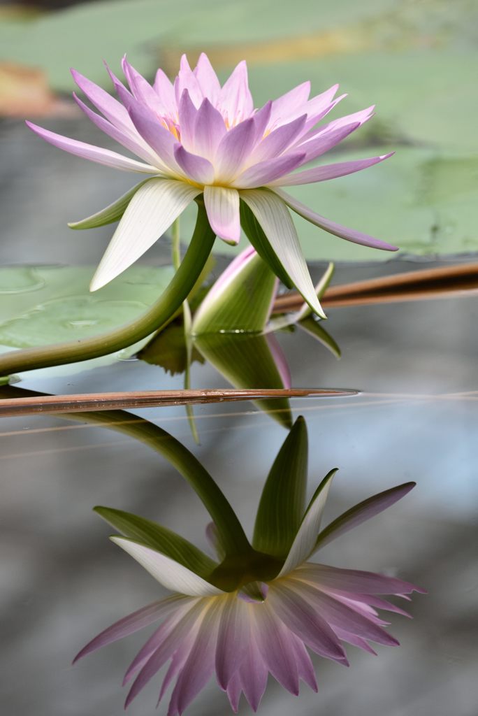 water  reflection