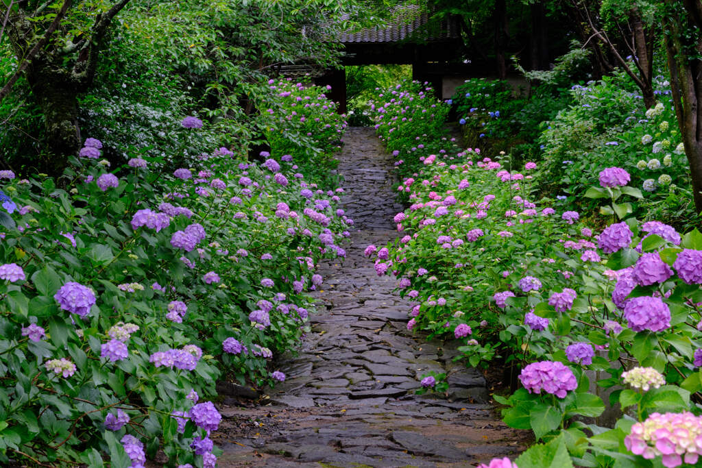 アジサイ寺の参道Ⅱ