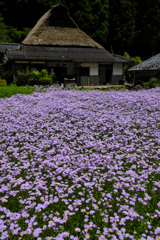 洛北の夏景色