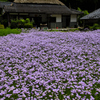洛北の夏景色