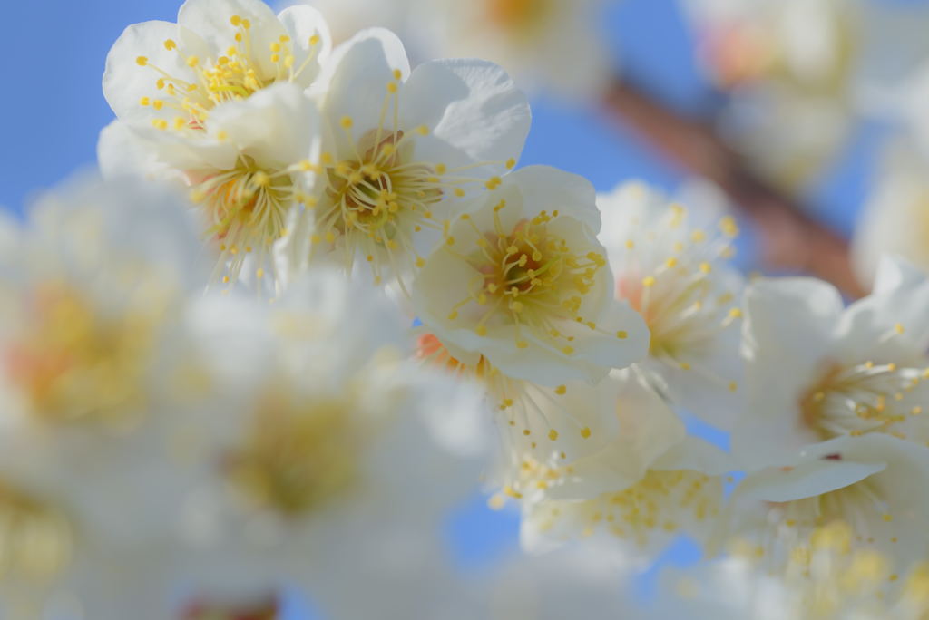 春告花