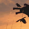 夕焼けカラス