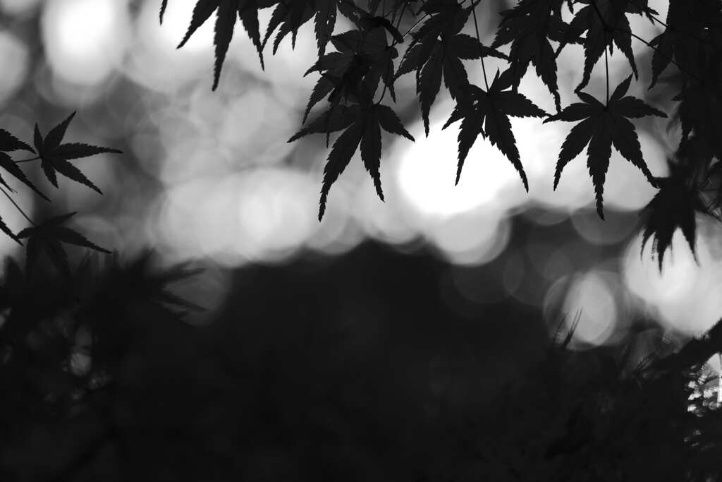 惜秋