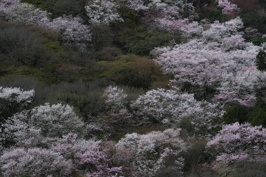 山彩の春