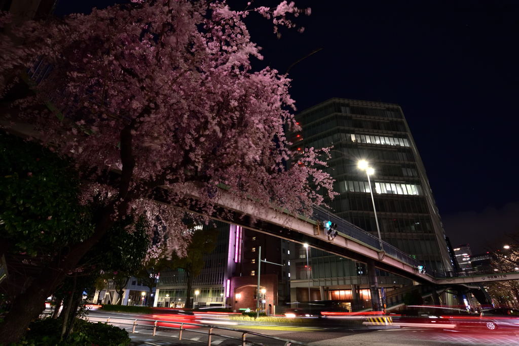 都会の夜桜Ⅱ