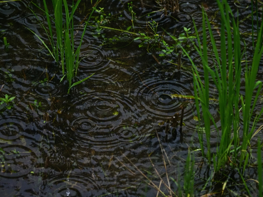 雨の賛歌