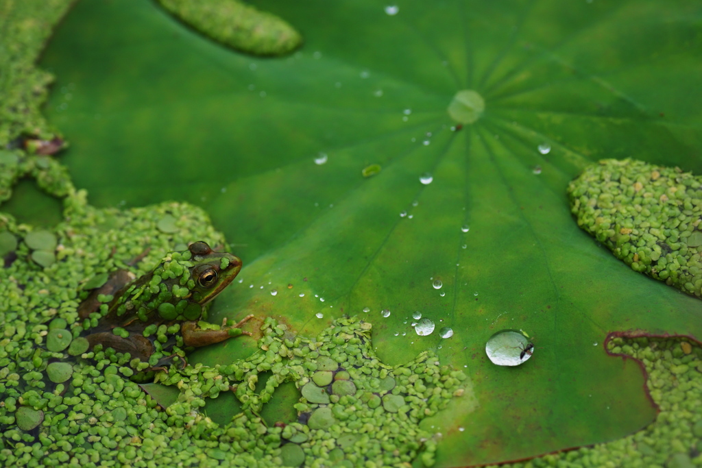 in the Green