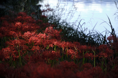 紅の水辺